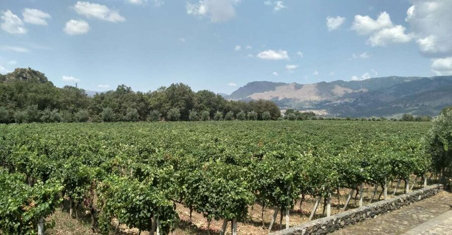 Etna: Wine Tasting and Food Tour - Key Highlights You Will Feel Immediately