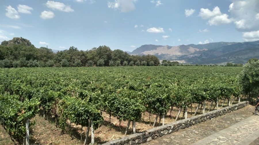 Etna: Wine Tasting and Food Tour - Etna Wine Tasting From Catania: What Makes This Day Work