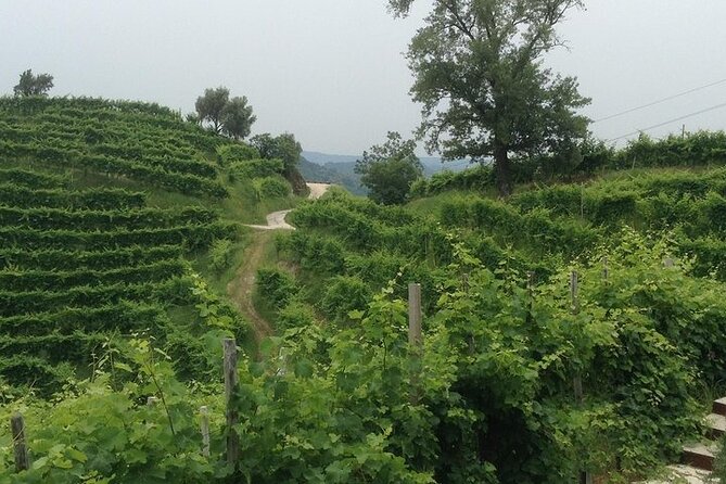 Exclusive Prosecco Wine Tour from Venice - Small Group - Second Winery Stop: La Casa Vecchia for Hillside Tastings