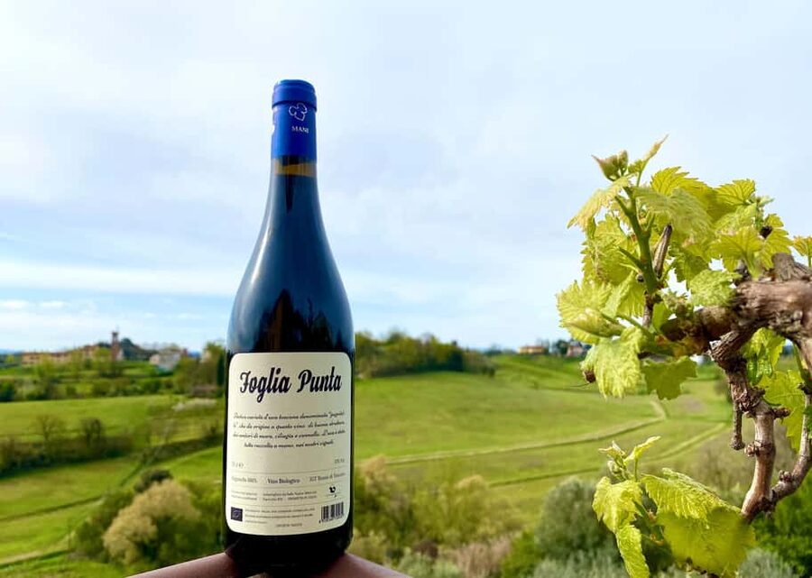 Florence: Countryside Tour with Wine Tasting & Pasta Class - The sweet finish: Dalle Nostre Mani wine, limoncello shots, and cake