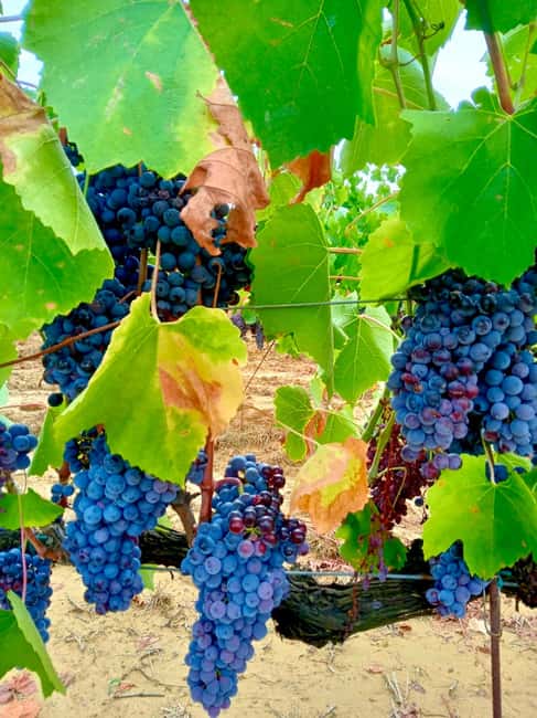 Florence: Countryside Tour with Wine Tasting & Pasta Class - Should you book this tour? My practical recommendation