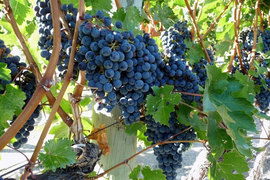 From Catania: Mount Etna Half-Day Tour and Wine Experience - Key things that make this Etna and wine day special