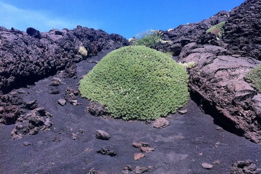 From Catania: Mount Etna Half-Day Tour and Wine Experience - From Catania Pickup to Etna: the morning ramp-up