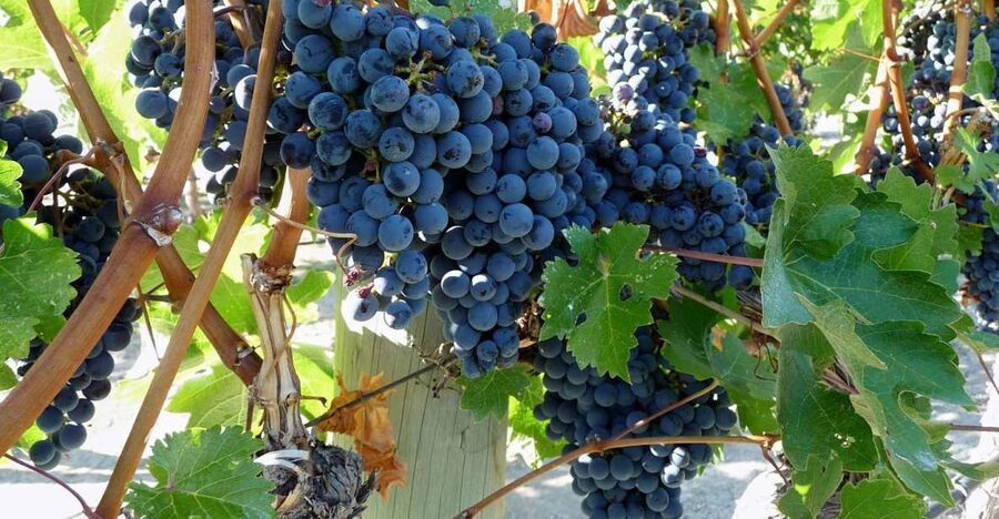 From Catania: Mount Etna Half-Day Tour and Wine Experience - Craters and ancient lava flows: what the guided trek really feels like