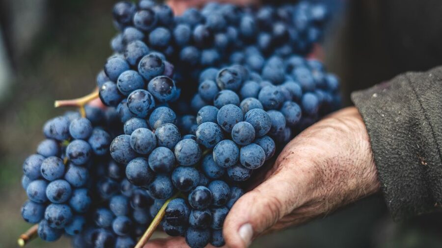 From Florence: Chianti Hills Half-Day Tour with Wine Tasting - Pairing food and olive oil: the flavors you will actually remember