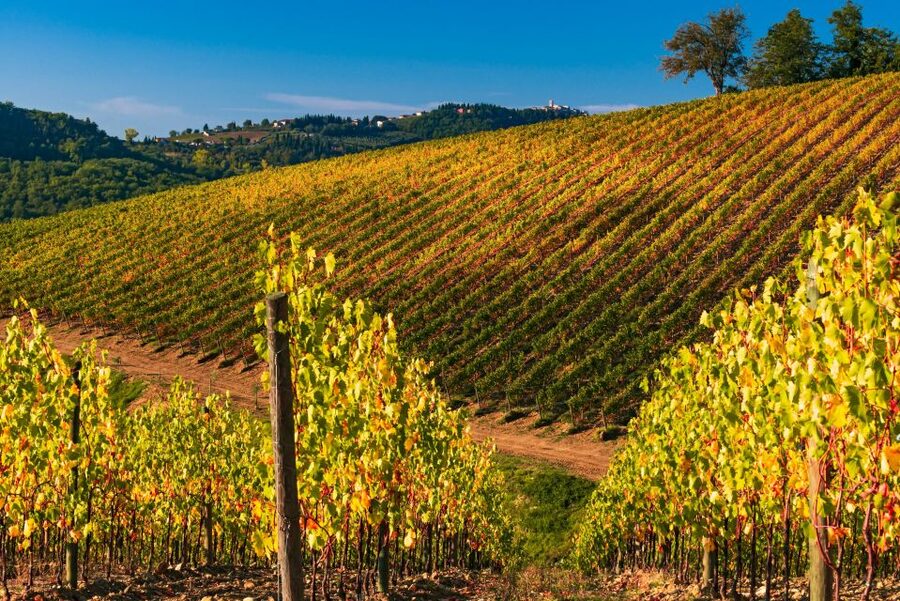From Florence: Chianti Hills Half-Day Tour with Wine Tasting - Practical tips before you go