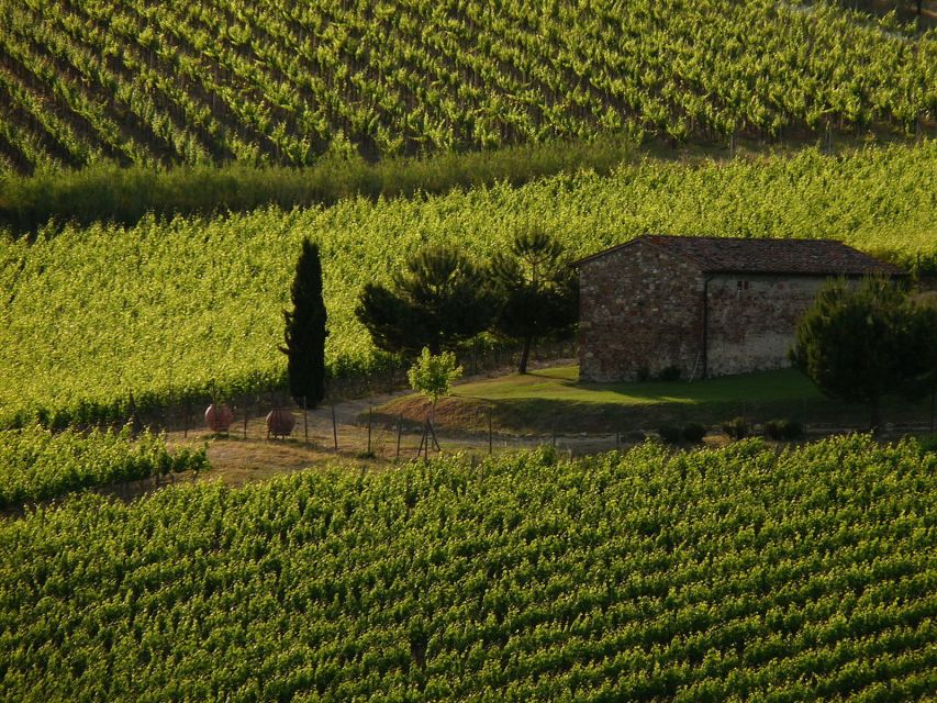 From Florence: Chianti Wine Tastings at Sunset Day Trip - Two family wineries and the cantine tour: where the tastings become real