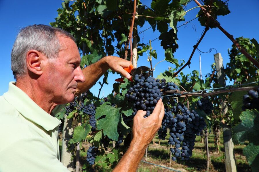 From Florence: Chianti Wine Tour with Tasting - Second winery stop: olive-tree views, more flights, and extra fun