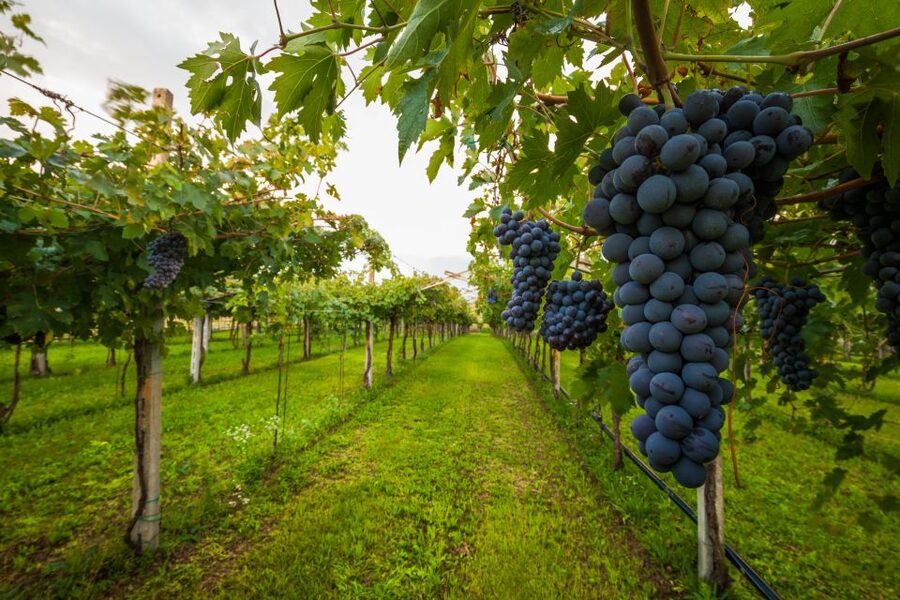 From Florence: Chianti Wine Tour with Tasting - First winery stop: cellar tour, bottle-lined storage, and your first round of Chianti