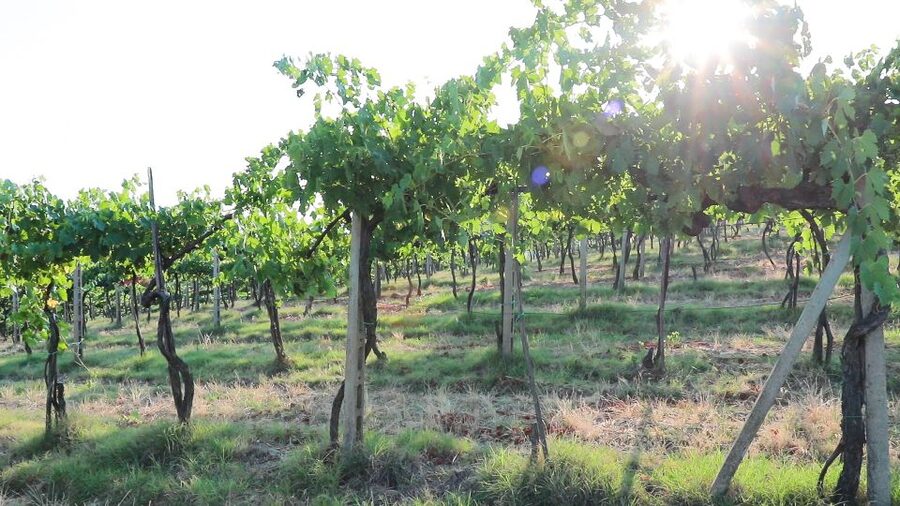 From Florence: Chianti Wine Tour with Tastings - Guides and Hosts: The Human Part That Makes It Fun