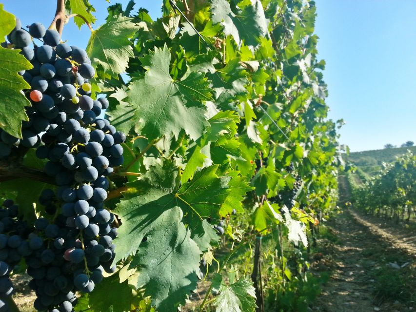 From Florence: Chianti Wine Tour with Tastings - Timing, Walking, and What to Pack for a 5-Hour Day