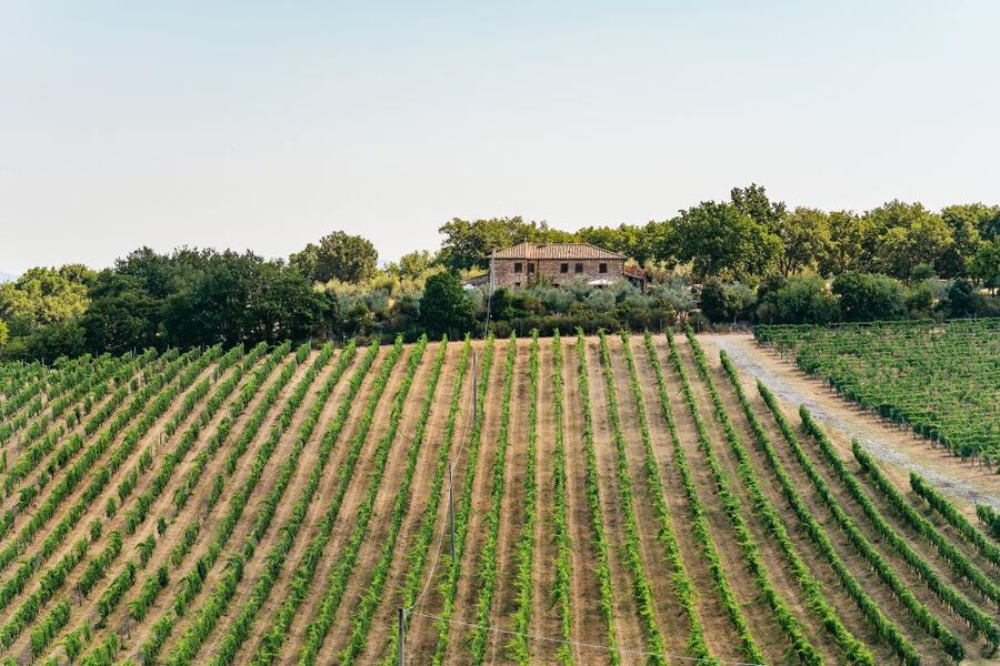 From Florence: Small Group Wine Tasting Tour to Tuscany - Stop 2: Compare Techniques at a Second Chianti Estate