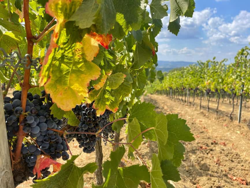 From Florence: Tuscany & San Gimignano Tour with 2 Tastings - Stop 1 Wine Tasting: Luxury winery with black rooster Chianti Classico
