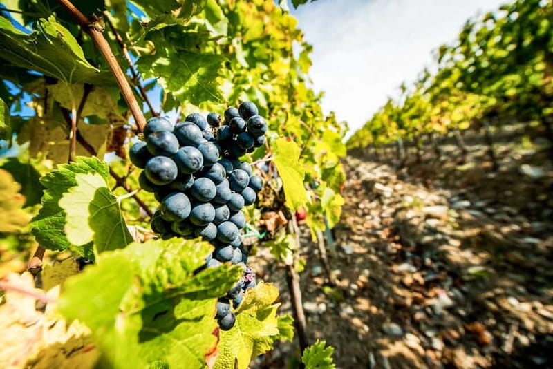 From Florence: Tuscany Wine & Food Tour with Guide - A Small-Group Tuscany Day Trip That Feels Personal