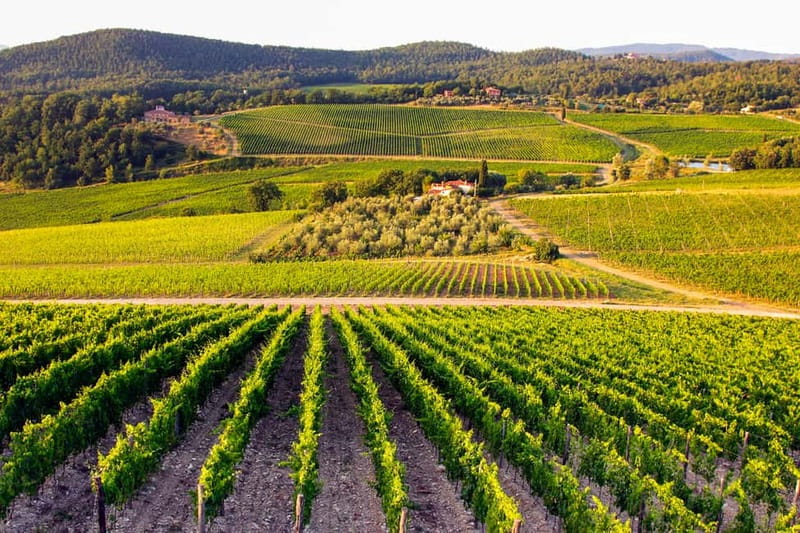 From Florence: Tuscany Wine & Food Tour with Guide - Three Organic Winery Stops in Chianti: What Each Place Is For