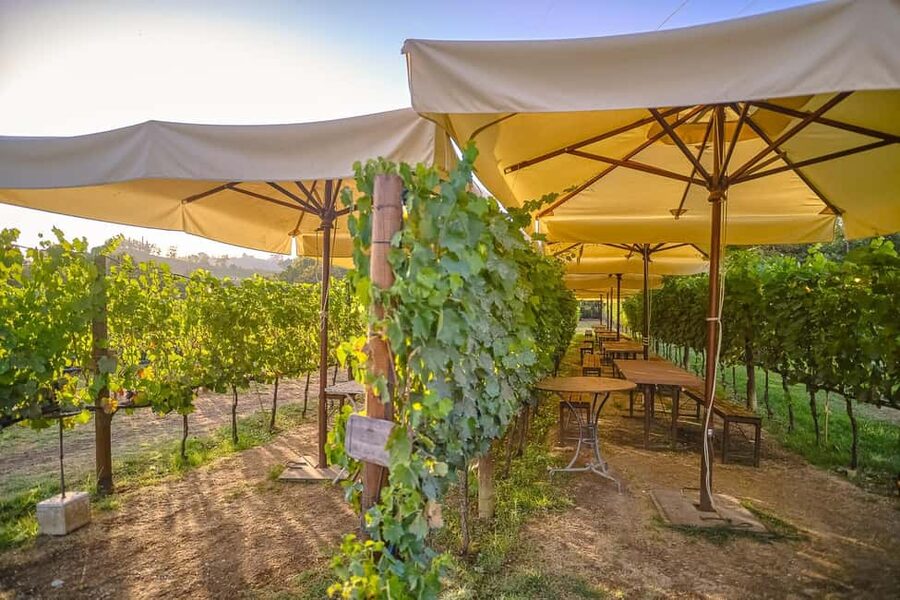 From Florence: Wine Tasting and Dinner in Chianti Vineyards - First winery: vineyards, cellars, and olive oil tasting