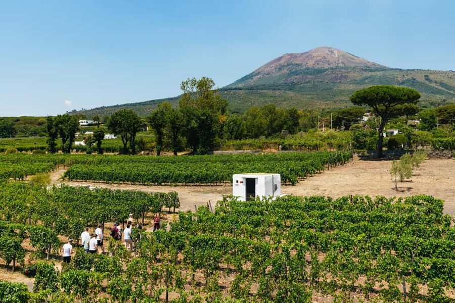 From Naples: Wine Tasting Tour on Vesuvius Slopes with Lunch - The guided vineyard tour: how you will experience volcanic terroir