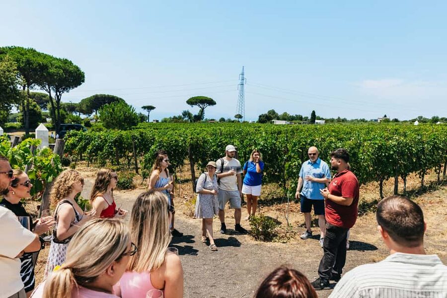 From Naples: Wine Tasting Tour on Vesuvius Slopes with Lunch - Who this tour is best for, and who should skip it