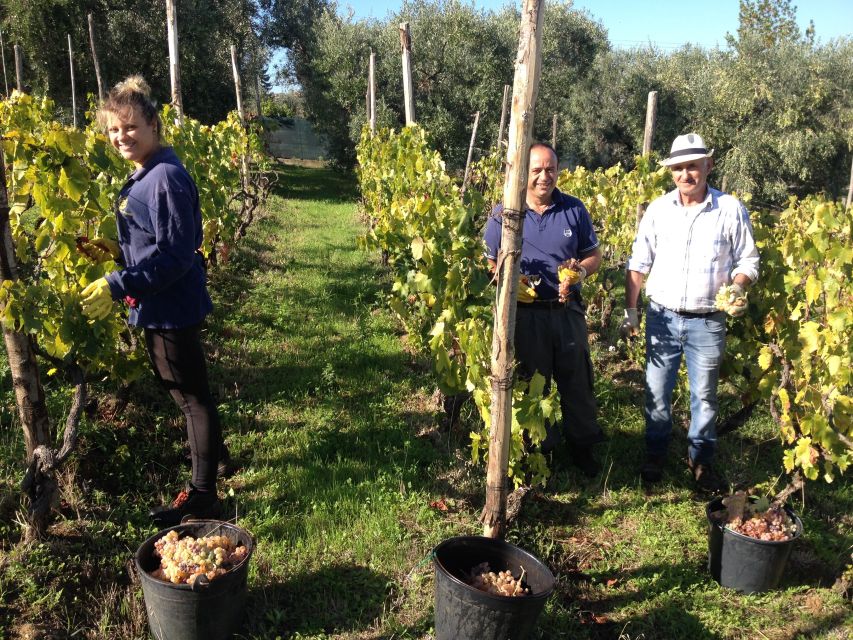 From Rome: Half-Day Frascati Wine Tour with Farmhouse Lunch - First, Get to Frascati, Not Just Rome