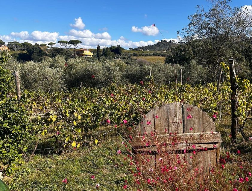From Rome: Half-Day Frascati Wine Tour with Farmhouse Lunch - The Frascati Walking Tour That Actually Makes Sense