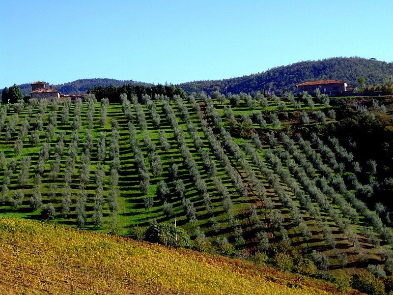 From Siena: Chianti and Castles Tour with Wine Tastings - What the guides and group size change for your day