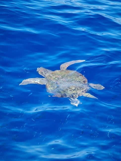 From Sorrento: Capri Boat Tour with Blue Grotto Visit - Price and value: is $141.61 worth it?