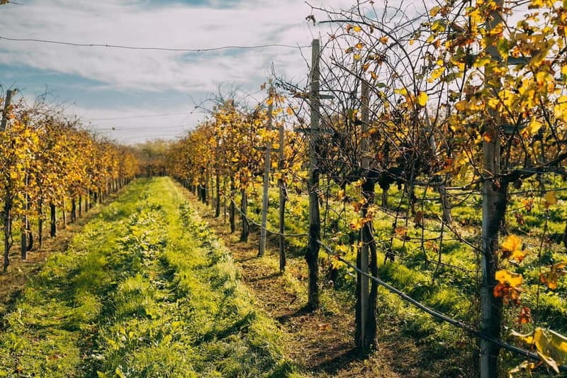 From Venice: Prosecco Hills and Wine Tasting Tour - Prosecco hills in one smooth 6-hour block