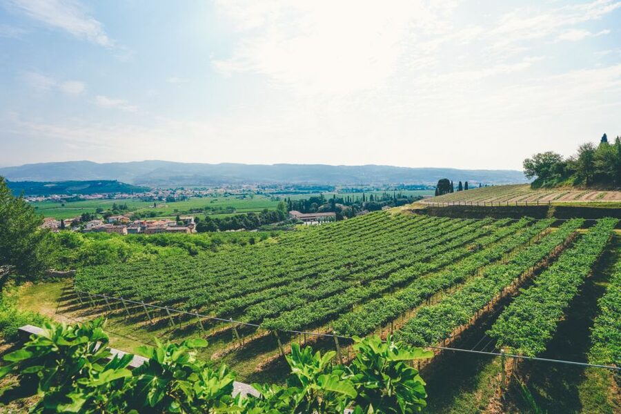From Verona: Valpolicella and Amarone Wine Tasting Tour - What the $112.15 price covers, and whether it’s good value