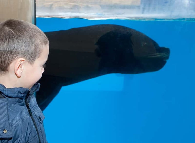 Gardaland SEA LIFE Aquarium: Open Date Entry Ticket - Oceanic Tank: the part you plan your pacing around