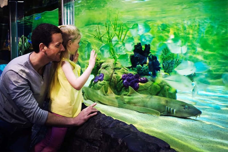 Gardaland SEA LIFE Aquarium: Open Date Entry Ticket - Sea lions, shows, and the timing problem