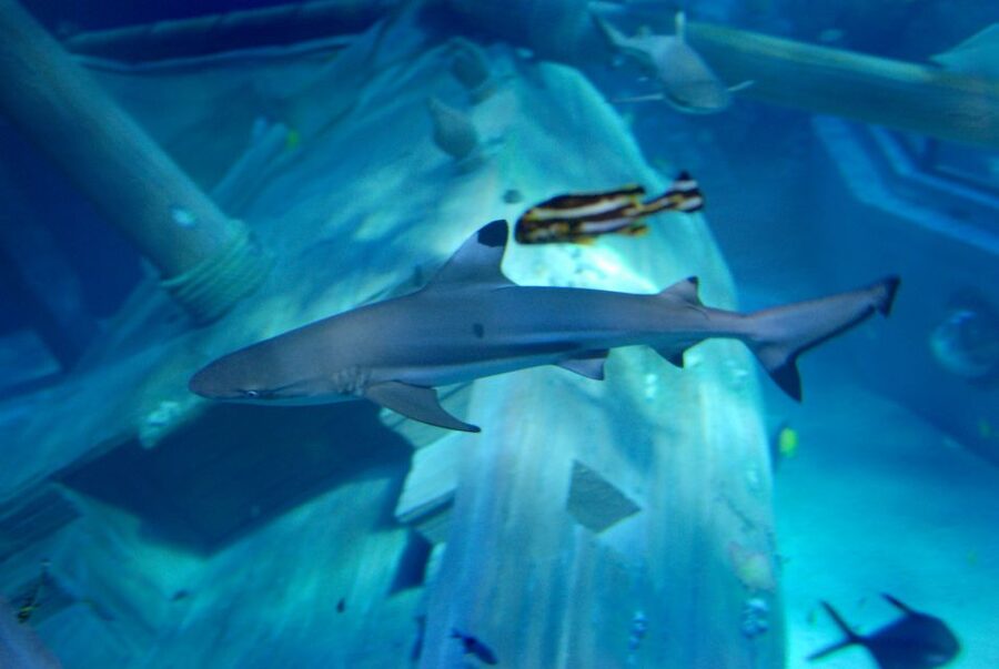 Gardaland SEA LIFE Aquarium: Open Date Entry Ticket - Strollers, pets, and baby carriers: how to avoid the day-changing hassle