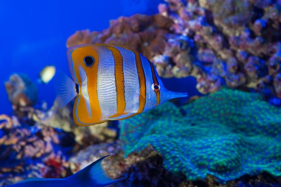 Genoa: Aquarium & Christopher Columbus' House Entry Tickets - Should You Book This Genoa Aquarium and Columbus Combo?