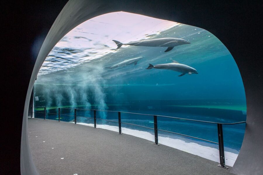 Genoa: Aquarium & Christopher Columbus' House Entry Tickets - Entering the Aquarium of Genoa: How to Make the Most of 70 Exhibits