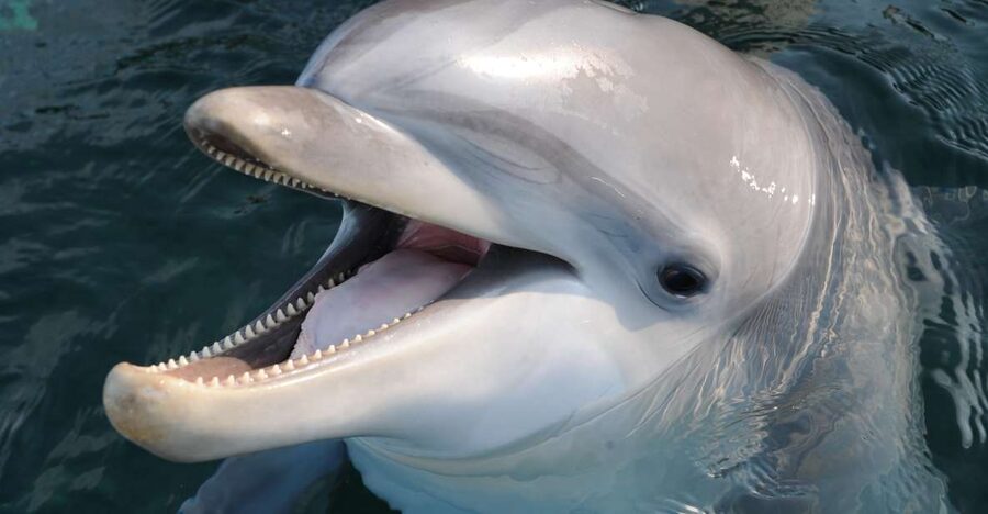 Genoa: Aquarium of Genoa & City of Children and Youth Ticket - Key highlights you should care about