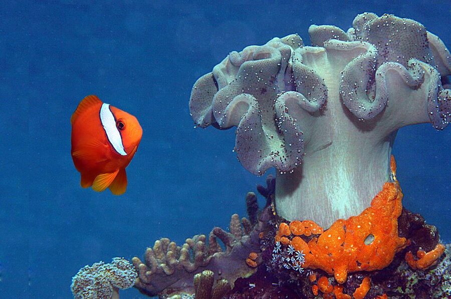 Genoa: Aquarium of Genoa & City of Children and Youth Ticket - Where you eat and how to keep the day running smoothly