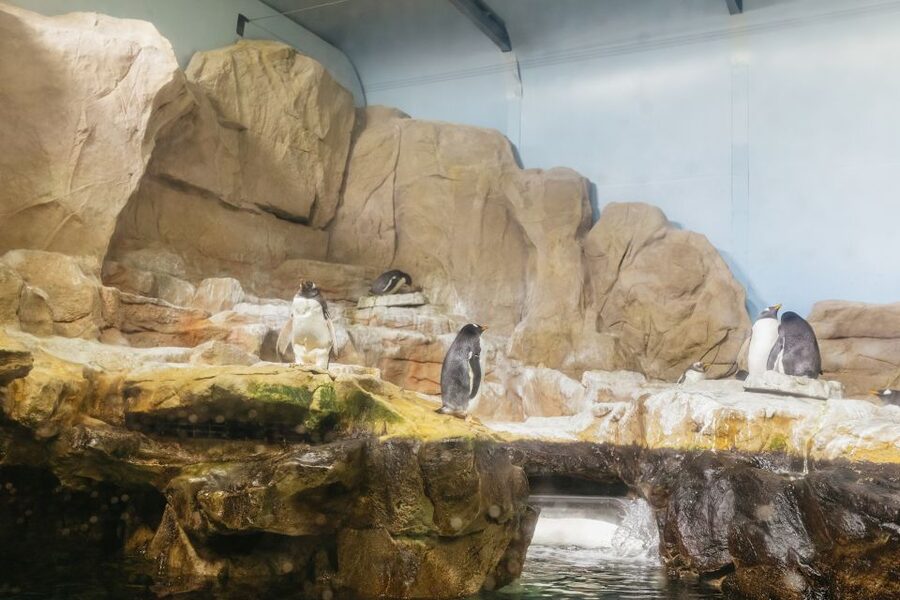 Genoa: Aquarium of Genoa Entry Ticket - Key highlights worth planning around