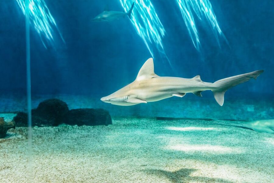 Genoa: Aquarium of Genoa Entry Ticket - A realistic visit route: how to structure your time