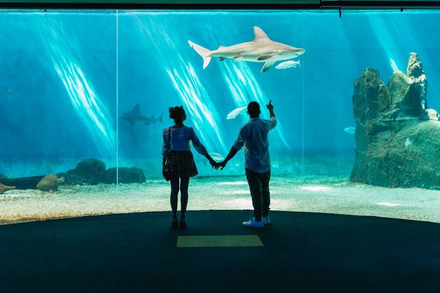 Genoa: Aquarium of Genoa Entry Ticket - Price and value: does $35 feel fair?