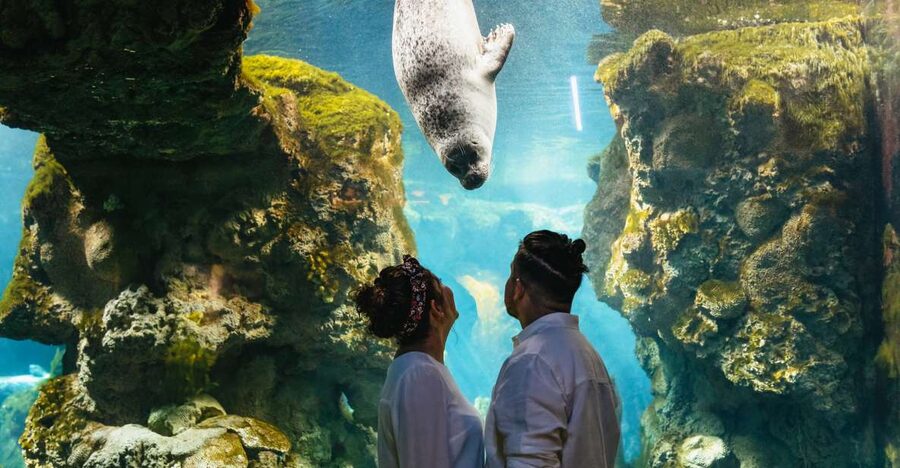 Genoa: Aquarium of Genoa Entry Ticket - Food breaks: focaccia tasting, lunch options, and where to pick up