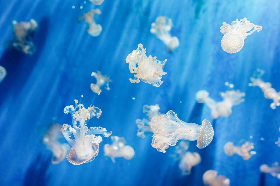 Genoa: Aquarium of Genoa Entry Ticket - What you’ll see: 5,000 animals, 400 species, 70-plus tanks