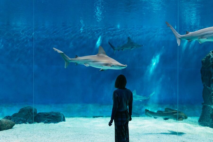 Genoa: Aquarium of Genoa with Lunch - Europe-Scale Marine Life at the Aquarium of Genoa