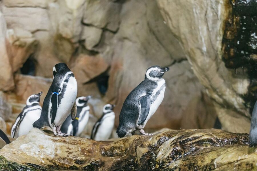 Genoa: Aquarium of Genoa with Lunch - Tender Café Lunch: Simple Food With Port Views