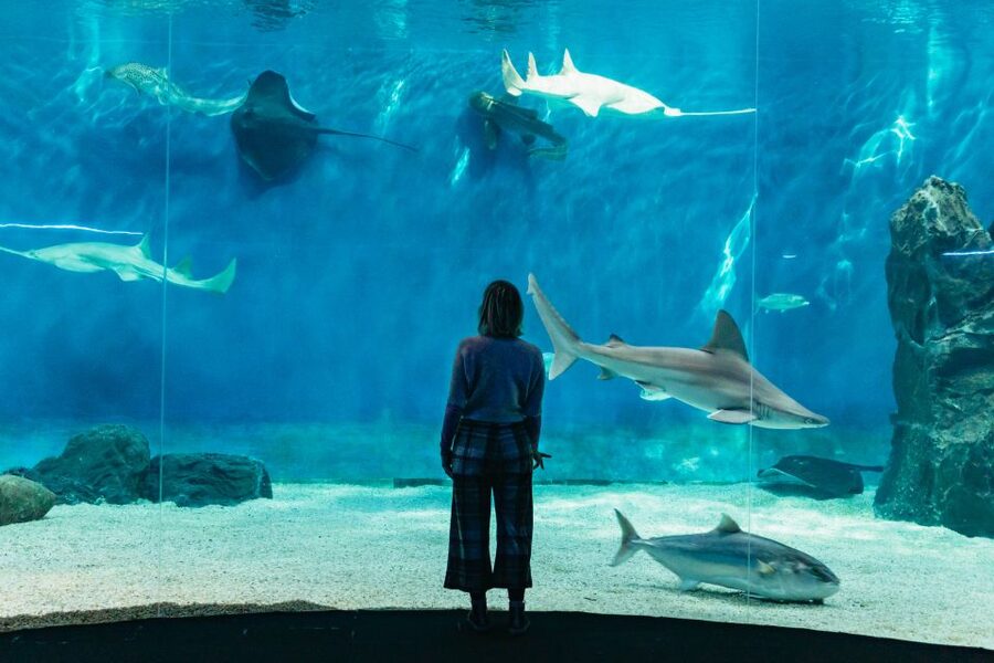 Genoa: Aquarium of Genoa with Lunch - Crowds and Fish-Spotting Reality in Genoa’s Aquarium
