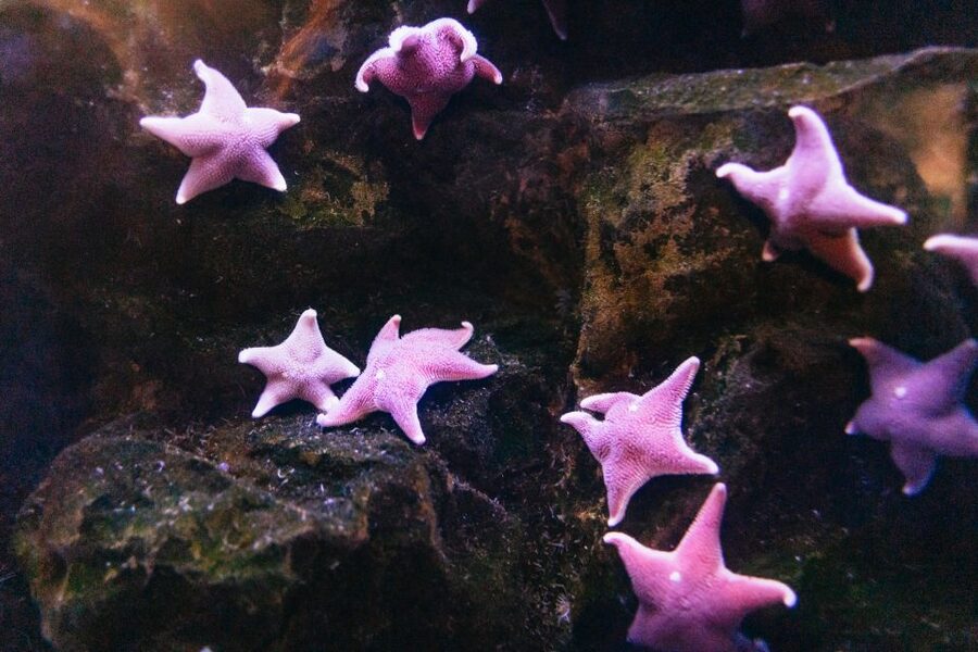 Genoa: Aquarium of Genoa with Lunch - A Smart Order for Your 1-Day Aquarium Visit