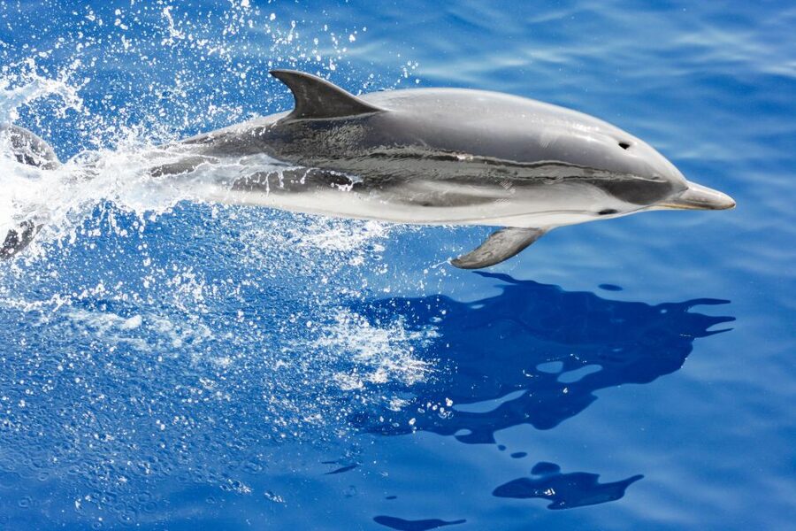 Genoa: Cetacean Watching Cruise with Marine Biologist Guide - Genoa and the Pelagos Sanctuary, why this cruise works