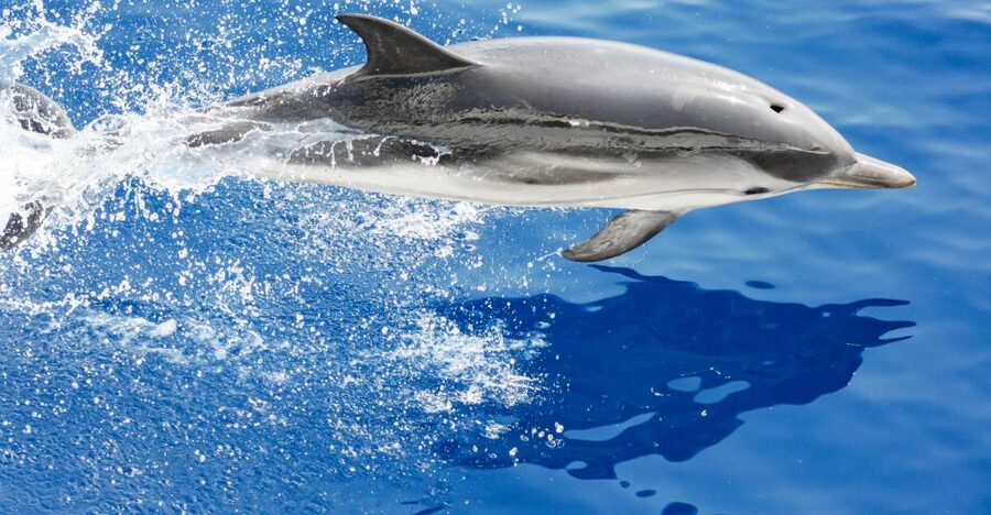 Genoa: Cetacean Watching Cruise with Marine Biologist Guide - What you might see, from fin whales to dolphin pods