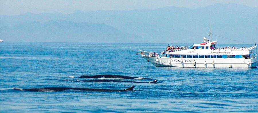 Genoa: Cetacean Watching Cruise with Marine Biologist Guide - When it might not match your vibe