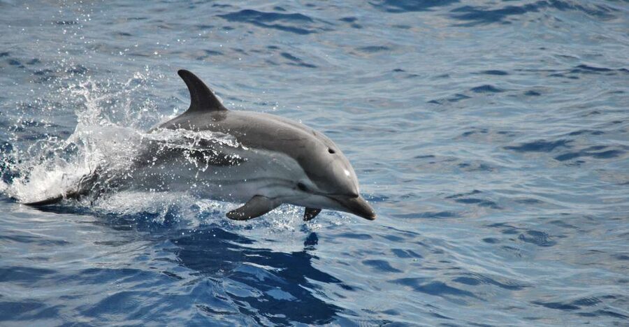 Genoa: Pelagos Sanctuary Whale Watching Cruise - Key Takeaways Before You Go