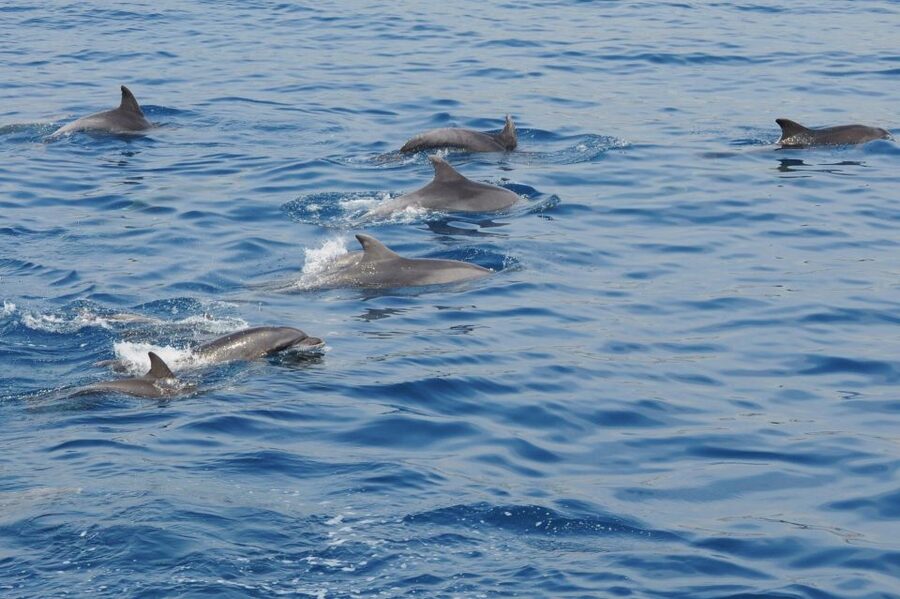 Genoa: Pelagos Sanctuary Whale Watching Cruise - Pelagos Sanctuary From Genoa: Why Going Offshore Matters