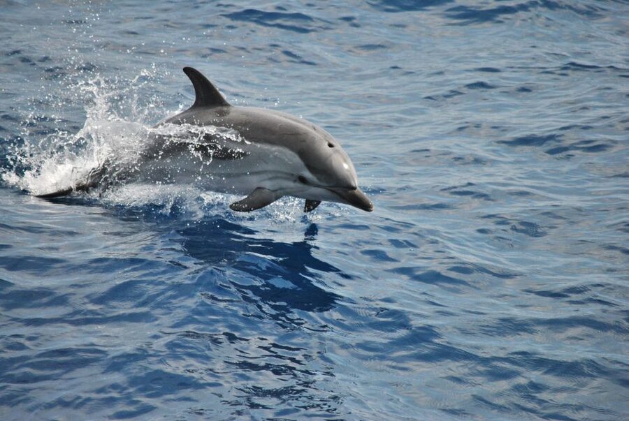 Genoa: Pelagos Sanctuary Whale Watching Cruise - Whales and Dolphins You Can Expect, Plus How to Spot Activity